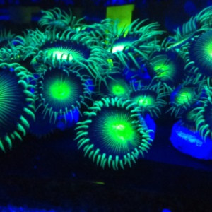 Bio-Active Dragon Eyes