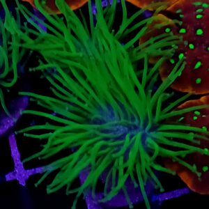 Green Toadstool Frag