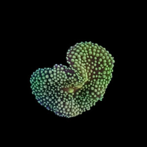 Green Ricordia Mushroom