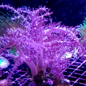 Kenya Tree coral