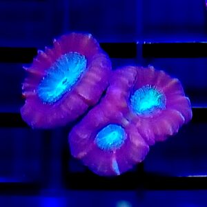 Purple Candy Cane coral