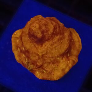 Jack-O-Lantern Leptoseris