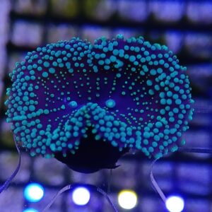 Florida Ricordia Mushroom(2 mouths)