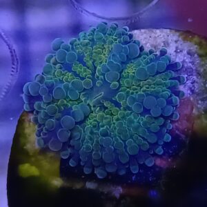 Purple and Green Florida Ricordia Mushroom