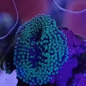 Green Ricordia Mushroom