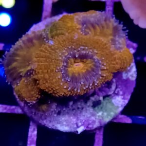 Paizoo Fish Tank Thermometer