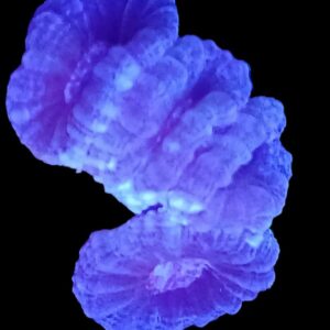 Blue/Green Trumpet Coral