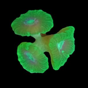 Neon Green Trumpet Coral