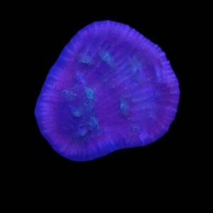 Chalice frag(fully healed)