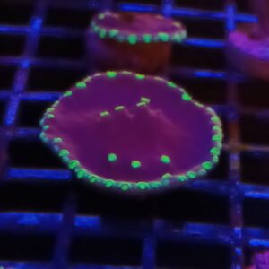 LA Lakers scroll coral