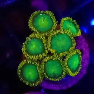 Neon Green Zoanthids