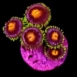 Blow Pop Zoanthids