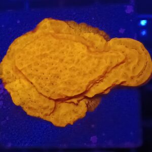Orange Lepto 1-1-1/2" frag