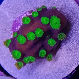 Firefly Hollywood Stunner