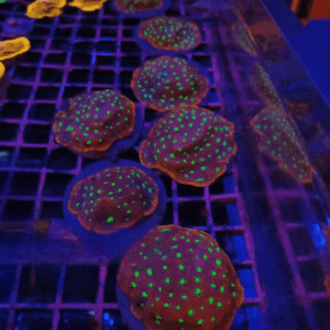 Red War Coral Colony