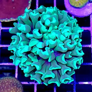 Canary Branching Hammer