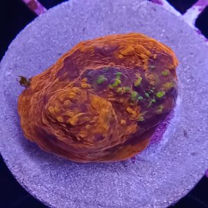 Orange Lazer Chalice