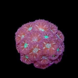 Blastomussa Merletti (11 polyps)