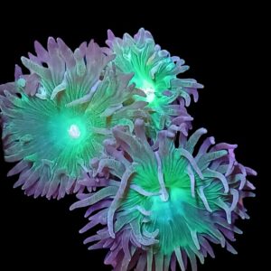 Green Duncan (3 heads)