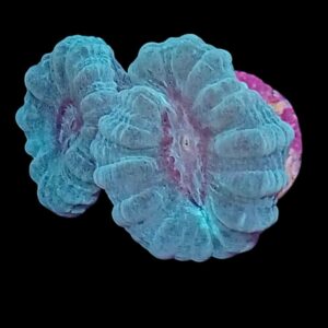 Green Candy Cane Coral