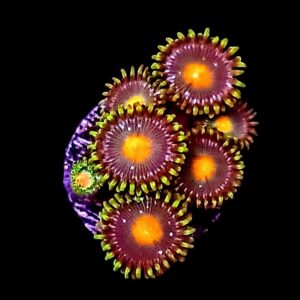 Orange Eye Zoanthids