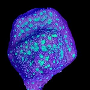 Witches Brew Leptastrea