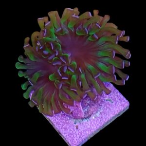 Green tipped Euphyllia coral (2-heads)