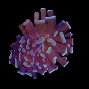 Green tip branching hammer coral