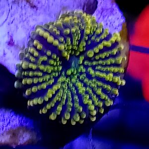 Yellow Ricordea mushroom