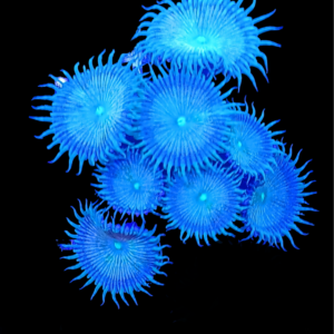 Pale Green Zoanthids (6-10 polyps)(100% Actinic Blue Lighting)