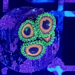 Eagle Eye Zoanthids