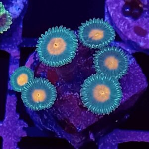 Orange Button Zoanthids