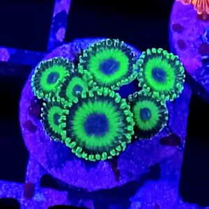 Mean Green Zoanthids