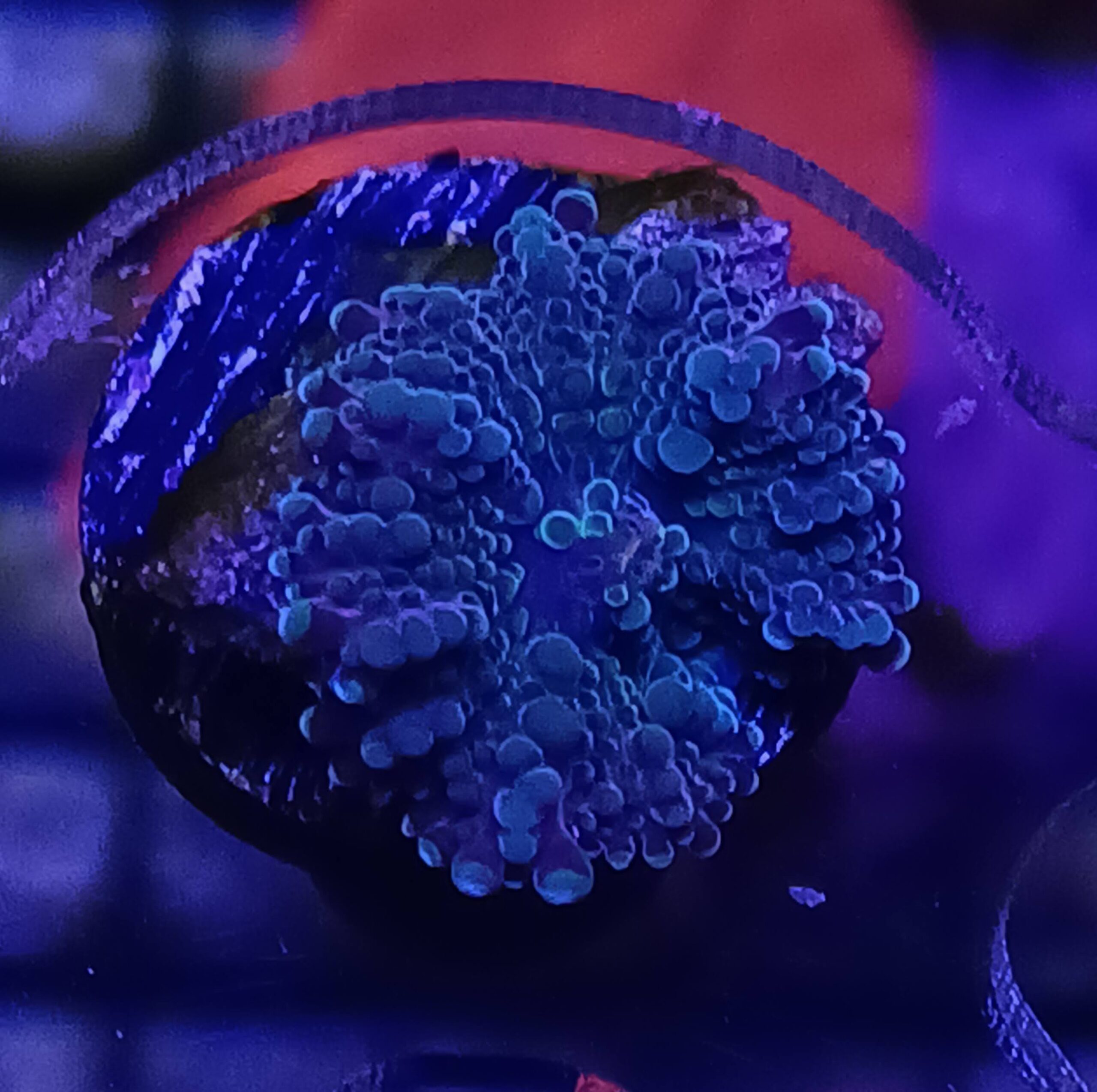 Purple/Green Yuma Mushroom (WYSIWYG) Small