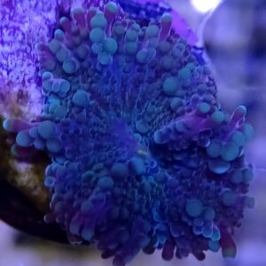 Purple/Green Yuma Mushroom WYSIWYG (Baby)