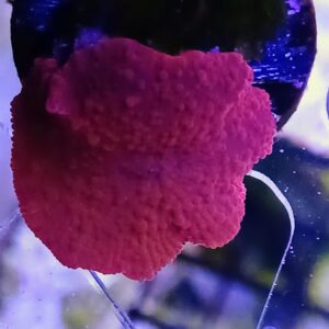 Red Discosoma Mushroom WYSIWYG