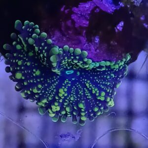 Purple/Green Yuma Mushroom WYSIWYG