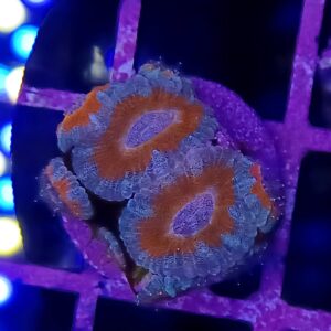 Ice rim Acan